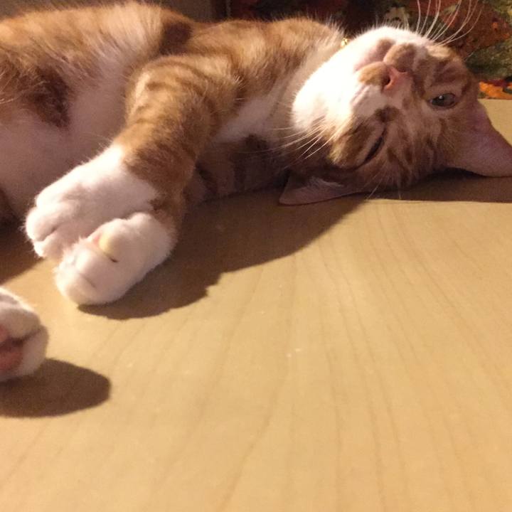 6d0ae1f3 6e53 45d5 90bd 013f0ce48167