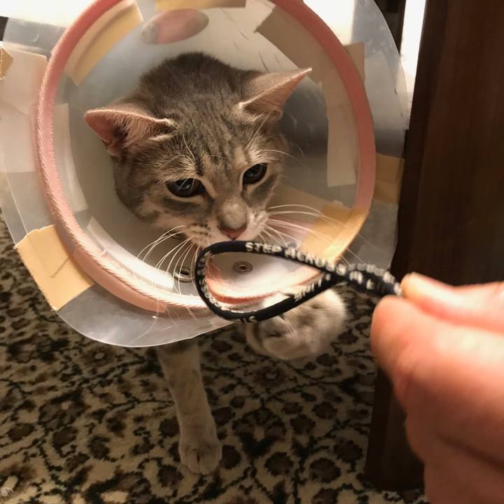 6d0fcafb 97d6 45c8 b15c 20276a7cd893