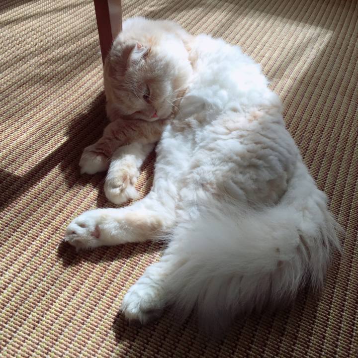 6d15cf2c 0255 44ab 986c 66cbbe80ea25