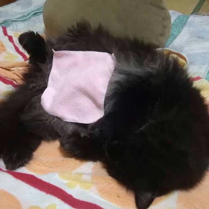 6d1753e6 0585 4d09 b297 309866326fad