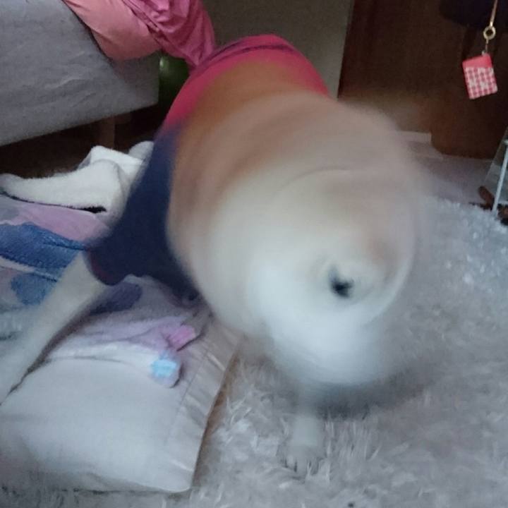 6d186ba0 68e8 489f 85c4 f731b8b3e1ee