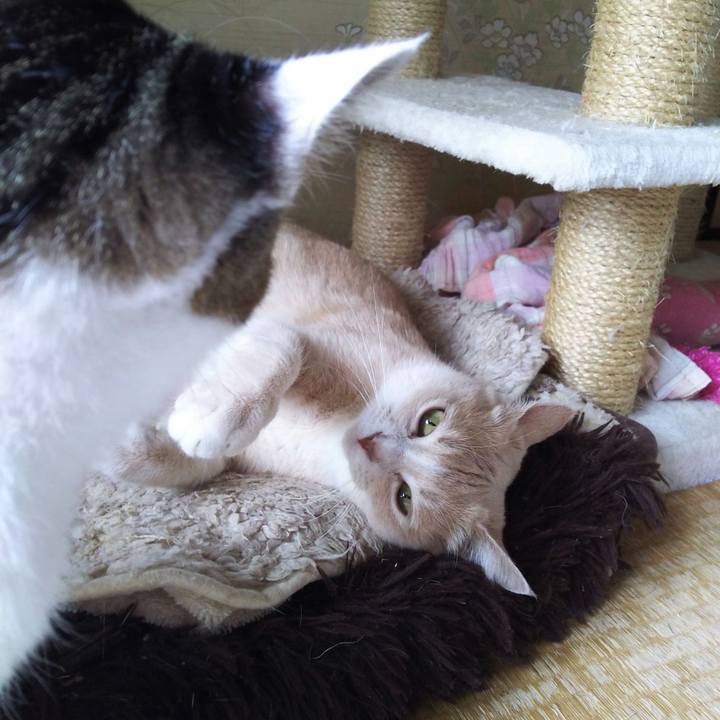 6d2a347b 7a4f 4fc4 b4cb 7a33ea2bf47d