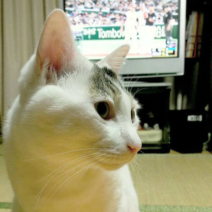 6d2a3b12 7521 4f6b bab0 63ffebd65ff4