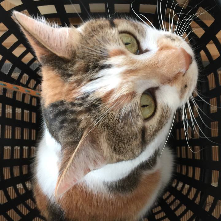 6d32ccb4 5d47 4f01 9b62 3e04d8e86d3a