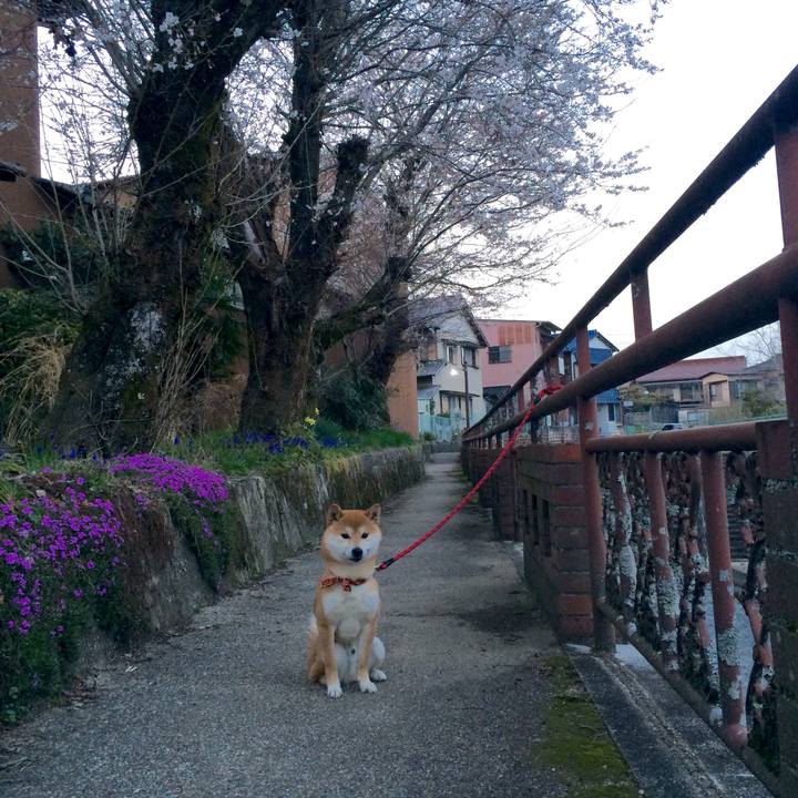 6d337c03 318f 4b39 b2b8 ec636bc0985c