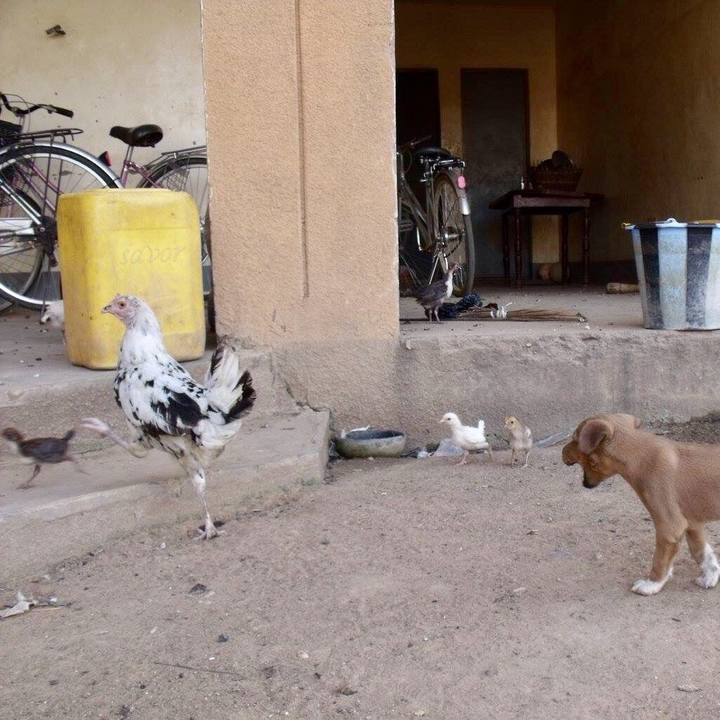 6d365462 1b08 4a1d b52e 4a8d344b737e