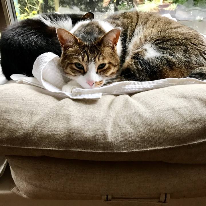 6d396c8b bc42 4f85 b440 ab86751a847a