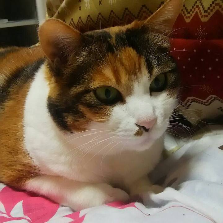 6d3e6af8 7bcb 47e4 b6ac 7ae0cce9b8ad