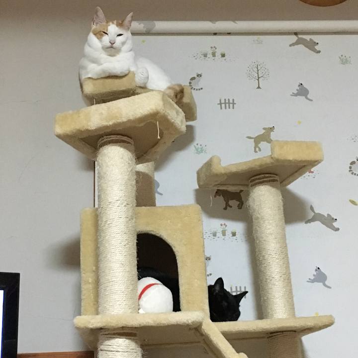 6d468619 77e1 4c0f a9c2 03972fce3a66