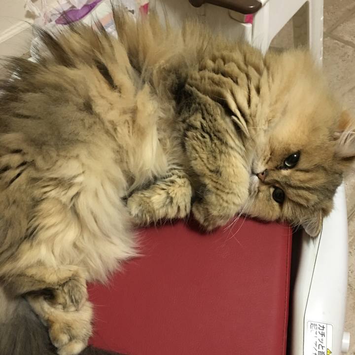 6d68d11c 226b 4e4a ab4d 957cfca21d34