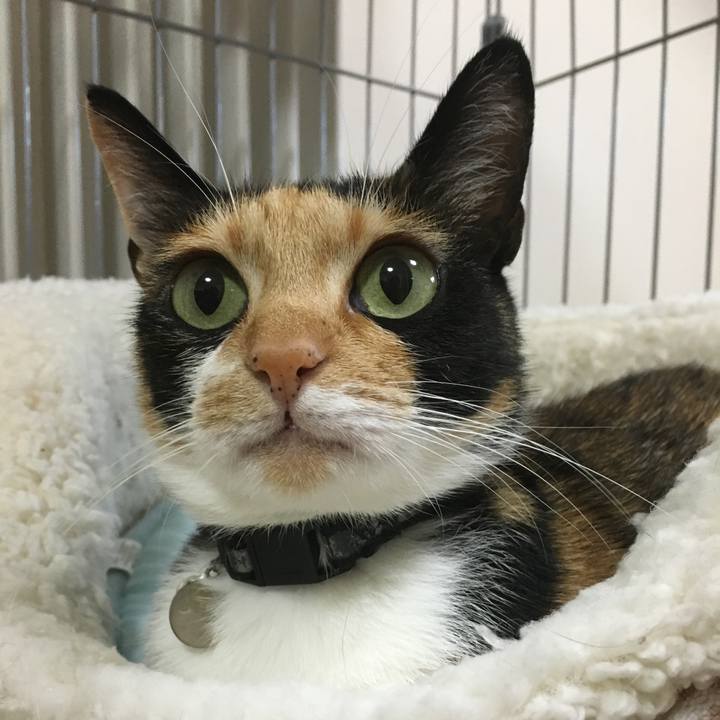 6d8fe1dc 2fed 44d4 bc25 04e2c3933818