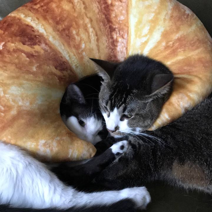 6d91c2d8 1073 46b3 bab5 7cfea7716491