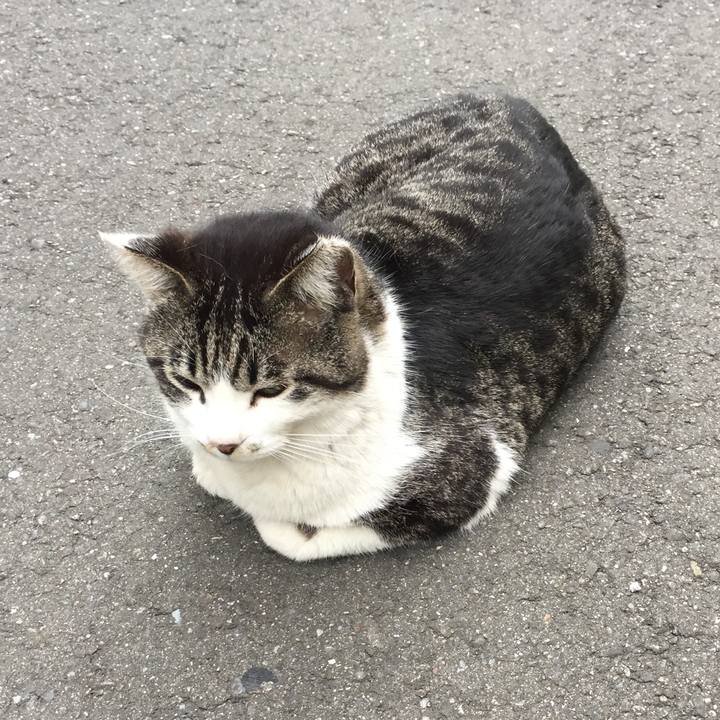 6d9c10cc 5e01 4498 99db 02b8a55f4a6c