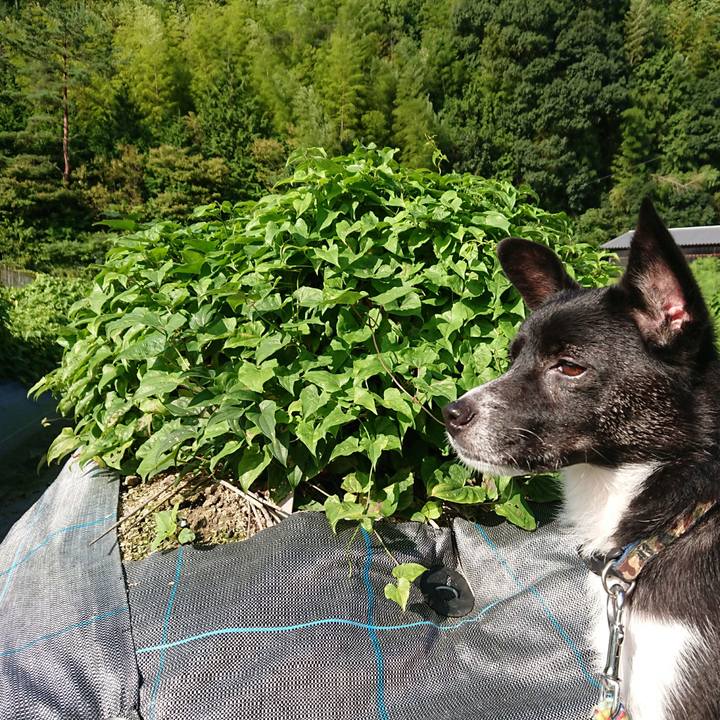 6daed031 e716 4088 b11a eff9c593fddf