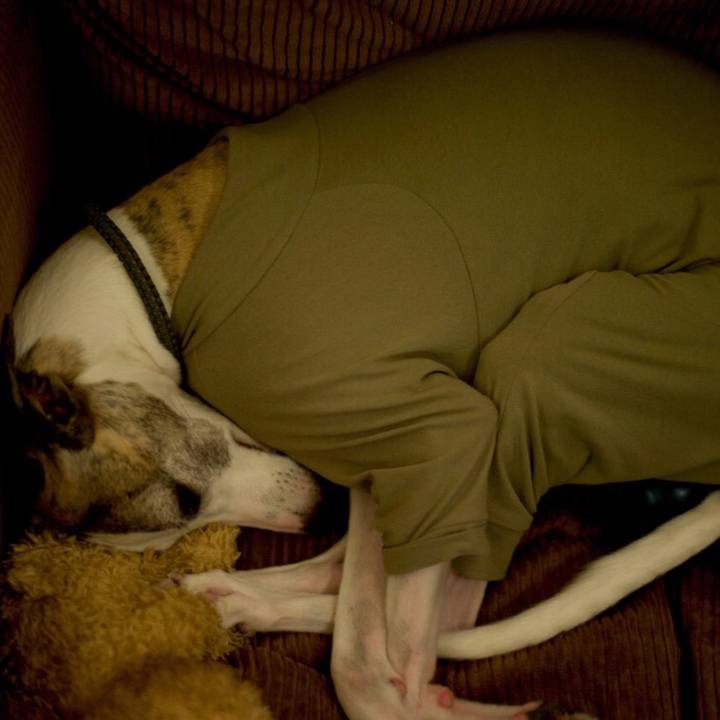 6daee86f 70f6 40ef 9220 18b8c8e8363a