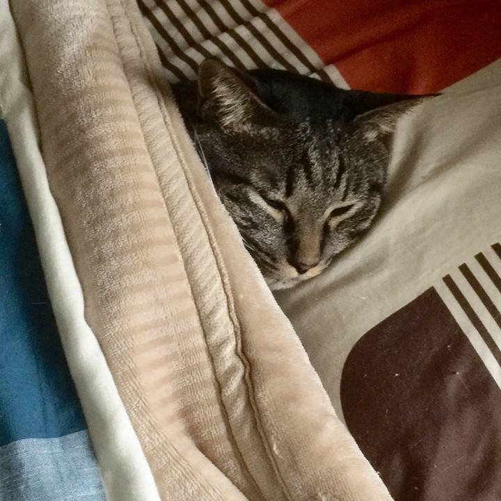 6db0ac88 e788 4a61 8f81 1c214b47074a