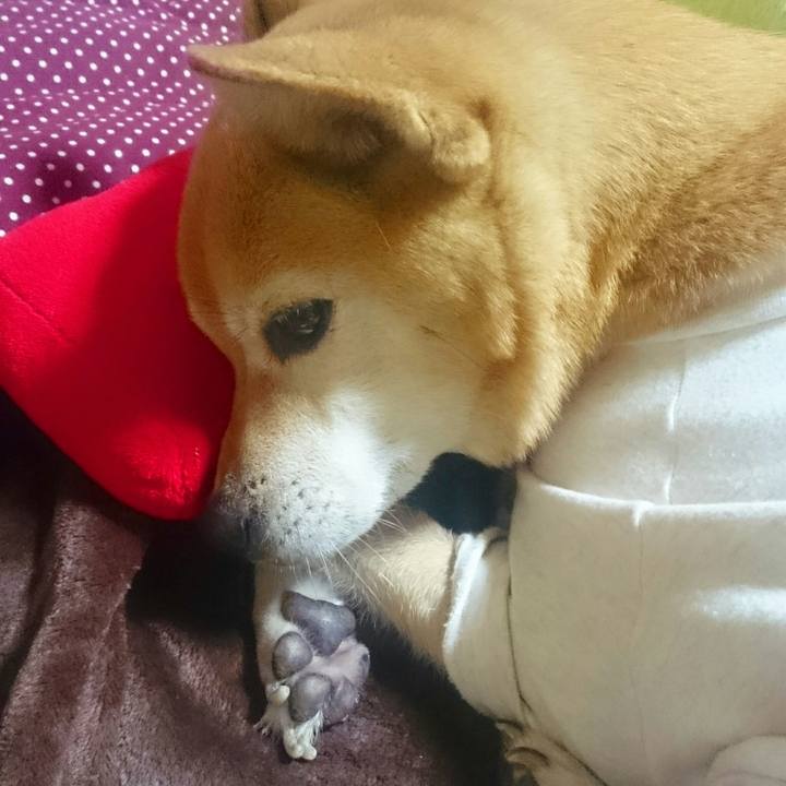 6db2e42f cda9 44bf 8321 2aea52a7258b