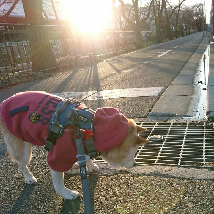 6dbdf75e 6ca0 43d4 96aa a9cc91279a1e