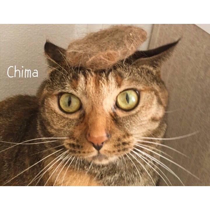 6dc1d8de b11e 478a 8b89 e9325ff92211