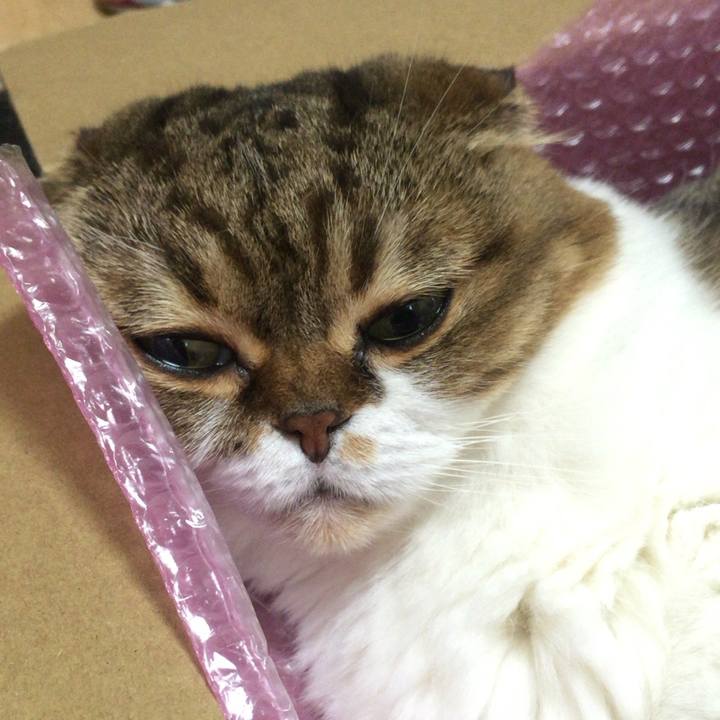 6dc6f54c 3a79 4f0b b0ff 61a2a72c54a9