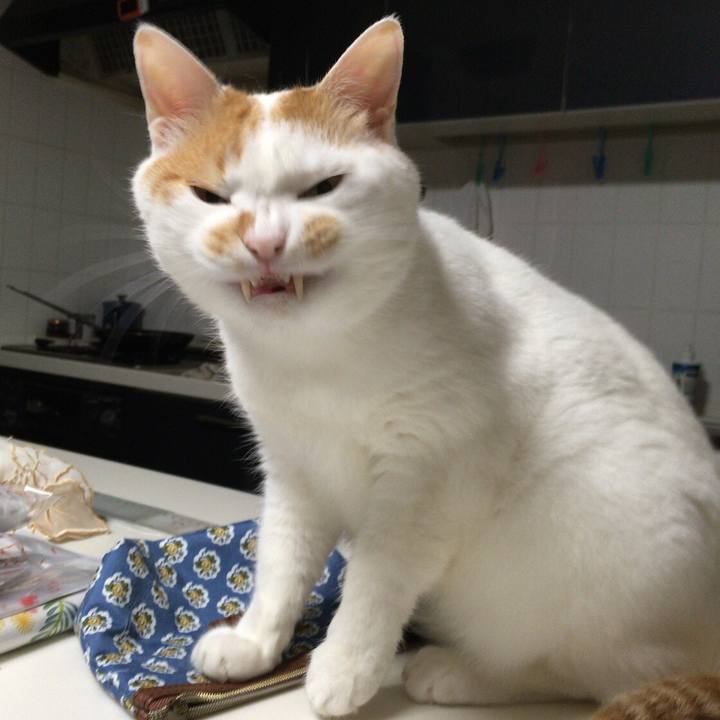 6dc7cf24 4e9c 426c 8e8d 80d97bf283b4