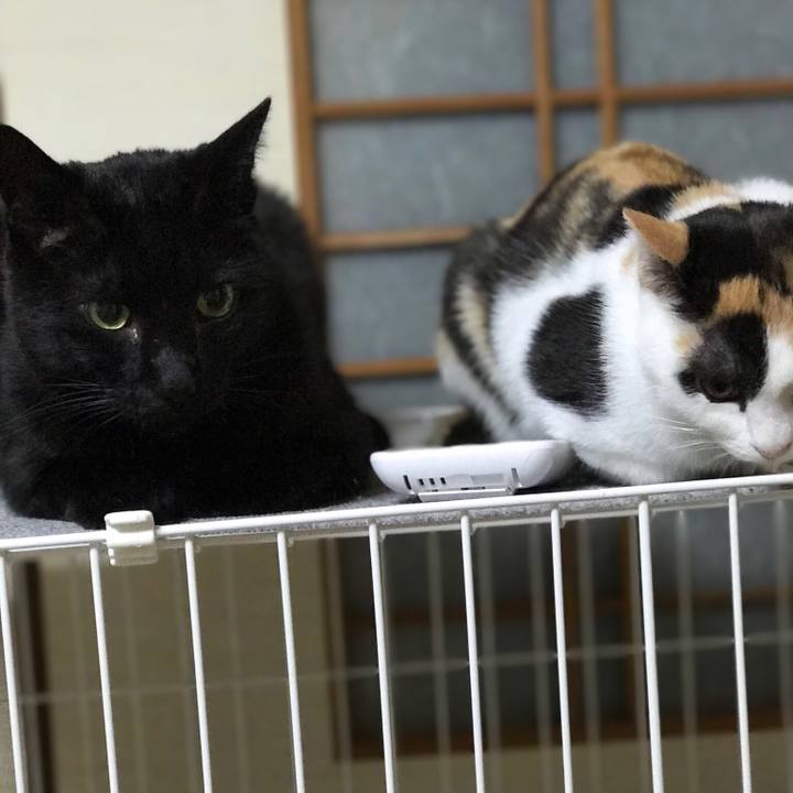 6dd55f8a 05a4 4d6f b574 94b9ea80f5b3