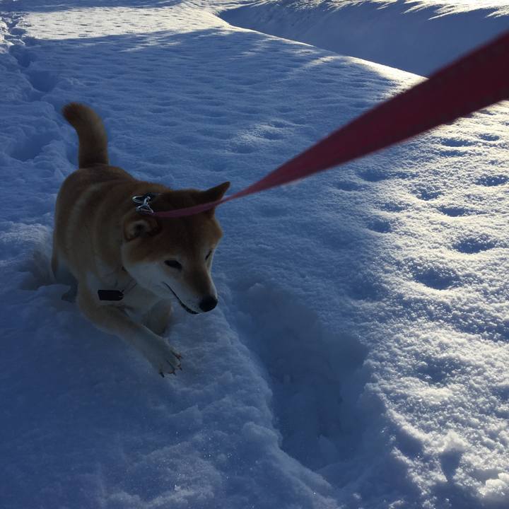 6dd903b7 53be 488c 8643 c3edee8dc432