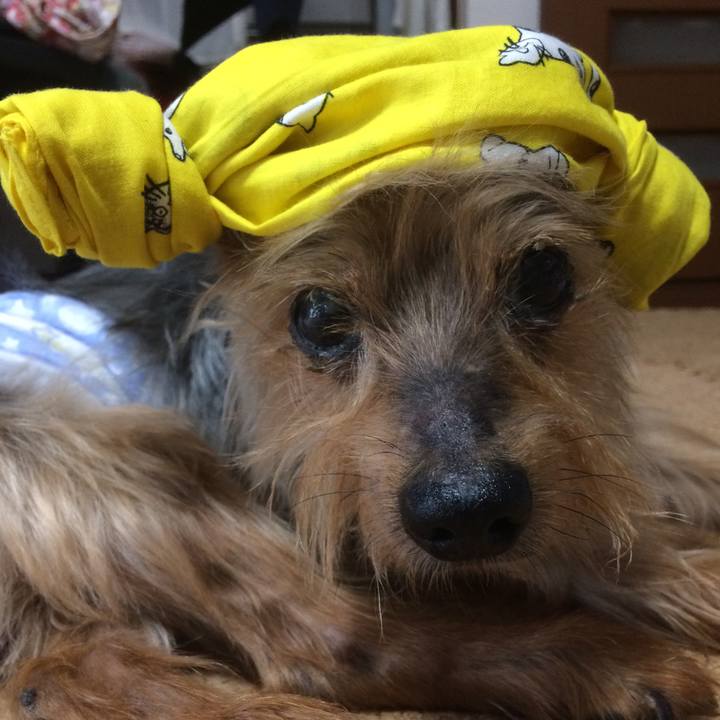 6ddc0c40 2fcb 41a8 96ee 20f2246a50e3