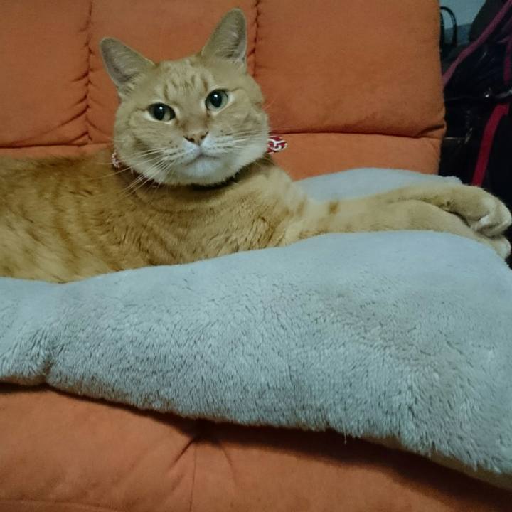 6de074cb 730a 4cae 9c9f cc1602ad3418