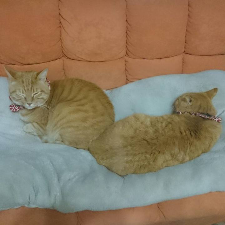 6de08807 f986 4847 91bc 5bd378aa5447