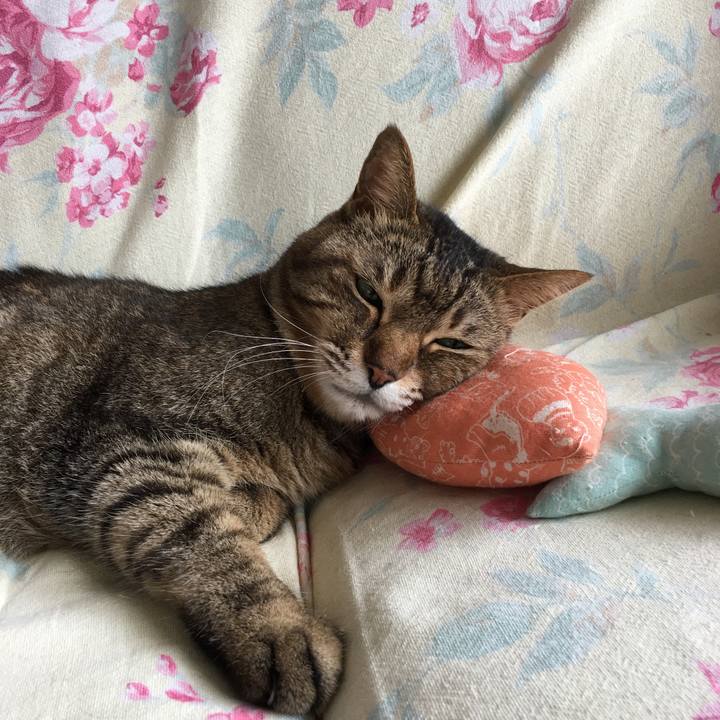 6de2e04f 71ee 4936 9a7b 1e5791feade2