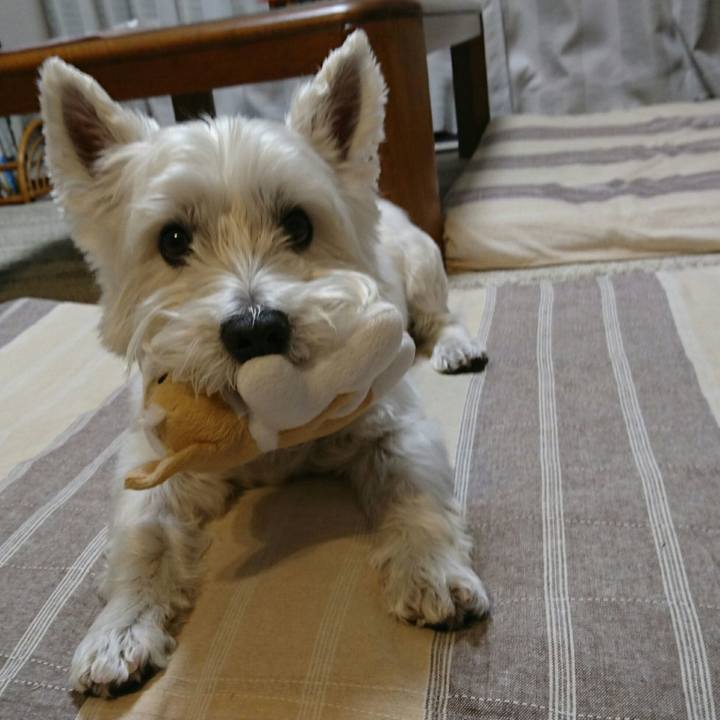 6de6012a 426c 4f5e b31b 1b39294c2b38