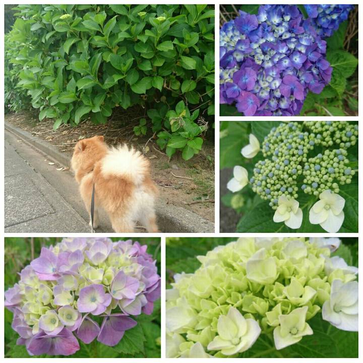 6e0681c7 dffb 44a5 950e 8ae548deca82