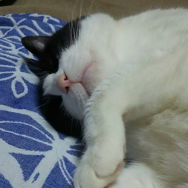 6e06fe58 f937 4e4e b8b8 ecfc02ed5399