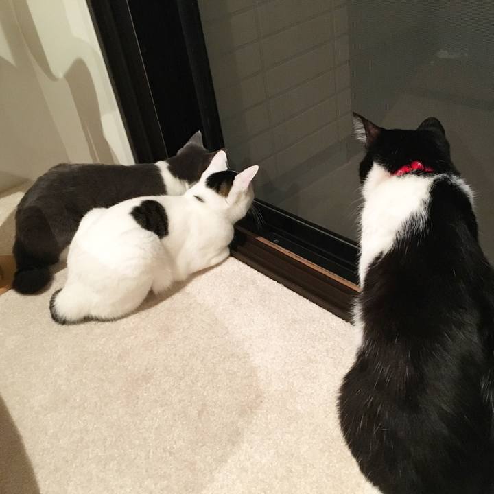 6e07bbff 8257 4104 856c 1b68a9cb181e