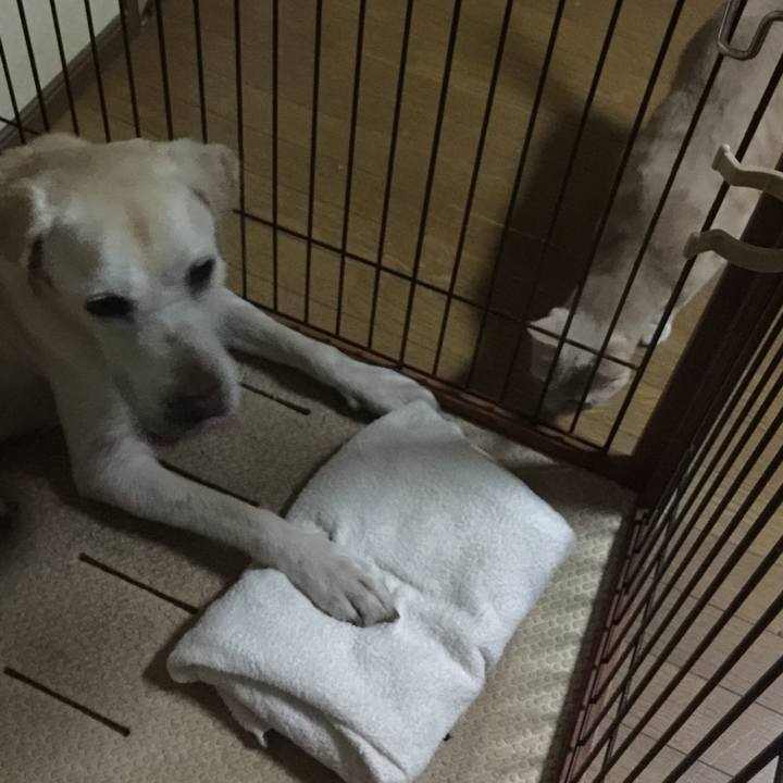 6e16b35a 4de6 4e83 bd4b d026fd10e29f