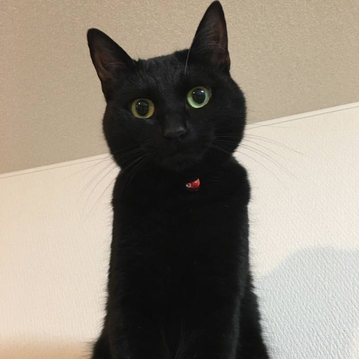 6e260a2a 77c0 4086 8c84 1fd319ba618c