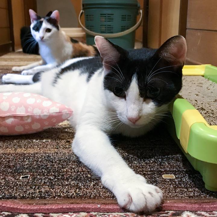 6e2c1dab 81dc 4032 9d52 235c44666abc