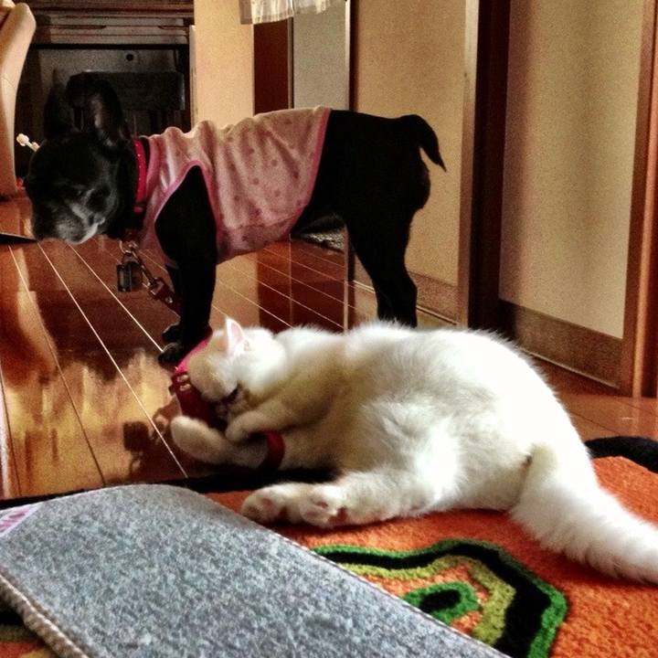 6e3dad6a a54c 4312 9014 c17f78b5f322