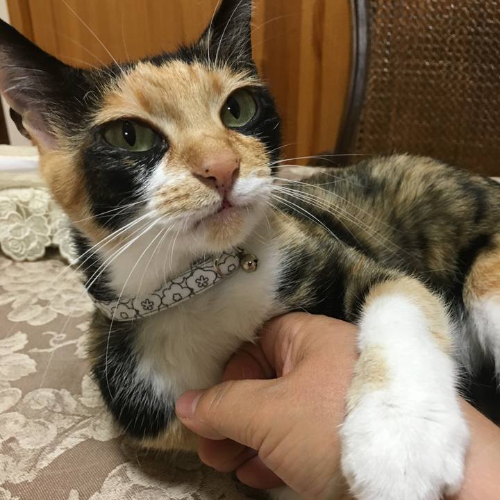 6e4251b3 d97b 4fc2 be24 d7b63e7148d7