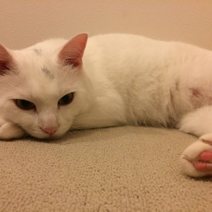 6e4267dd 4aff 4b0e ae71 d4a1a9735781