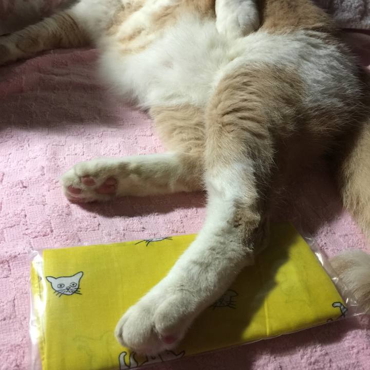 6e53dc39 9c99 4492 b56b 01c4cb266deb