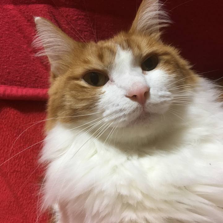 6e54ba29 77cb 4130 ac9b 35e594eb09f6