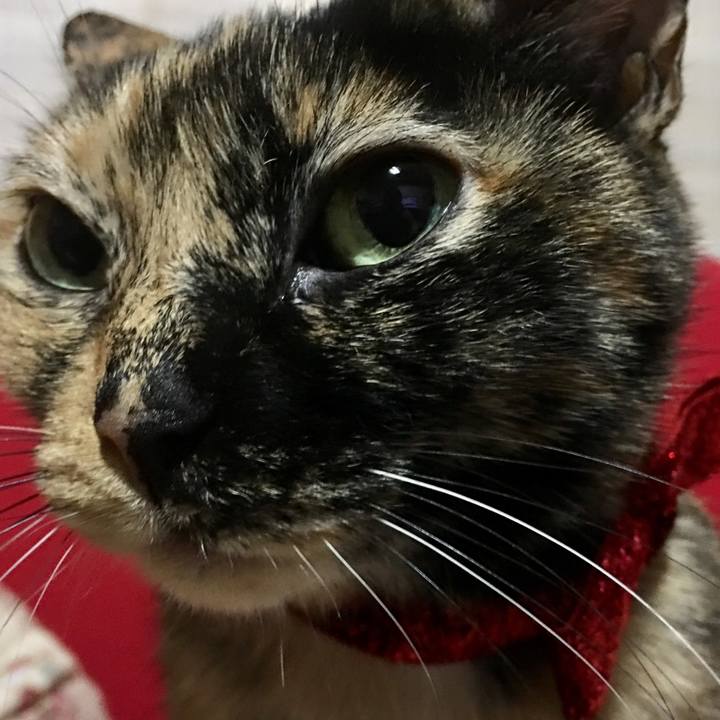 6e600f0e 117c 4220 9689 1c4f9dc20eda