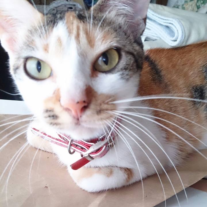 6e6fae2d 20d9 4ced a07e 1d33376373db