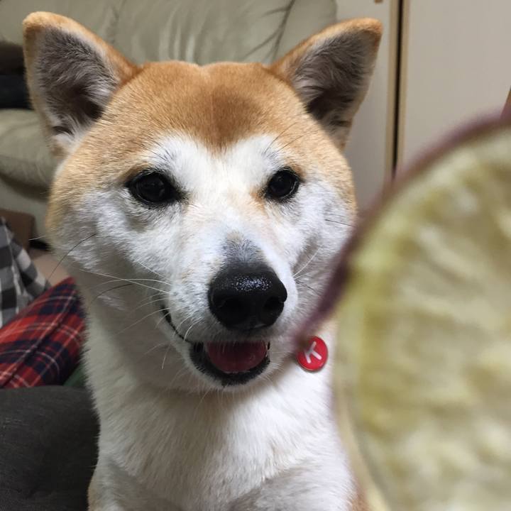 6e732e13 a330 436c b614 dcf321977449