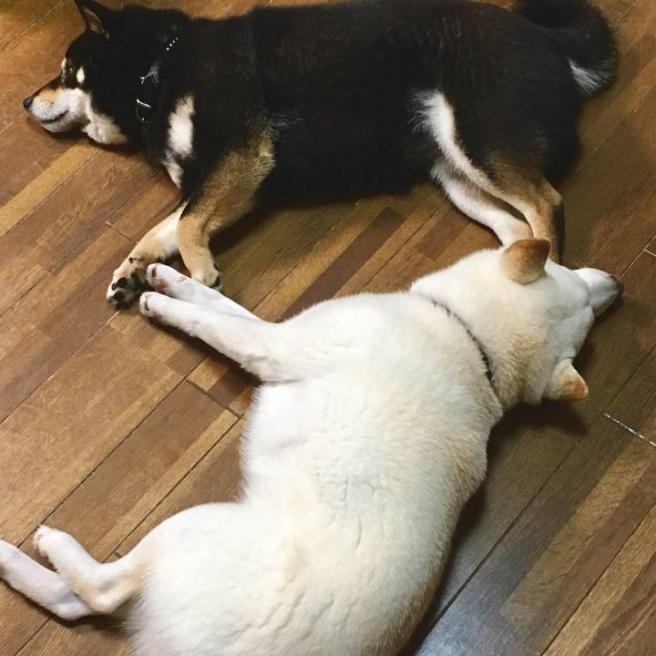 6e77bee5 cf79 4e87 ac44 92204efb41e0