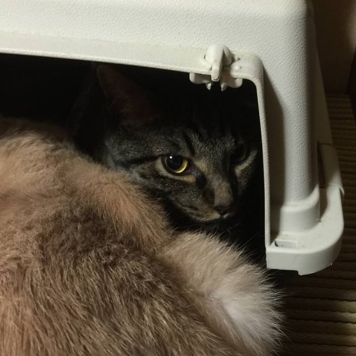 6e7dc256 1644 4e52 8e44 3ea9b4ebf383