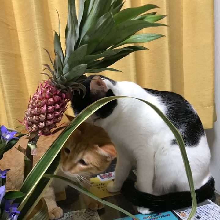 6e8a77a8 591b 4684 8f86 b7e0939679ca