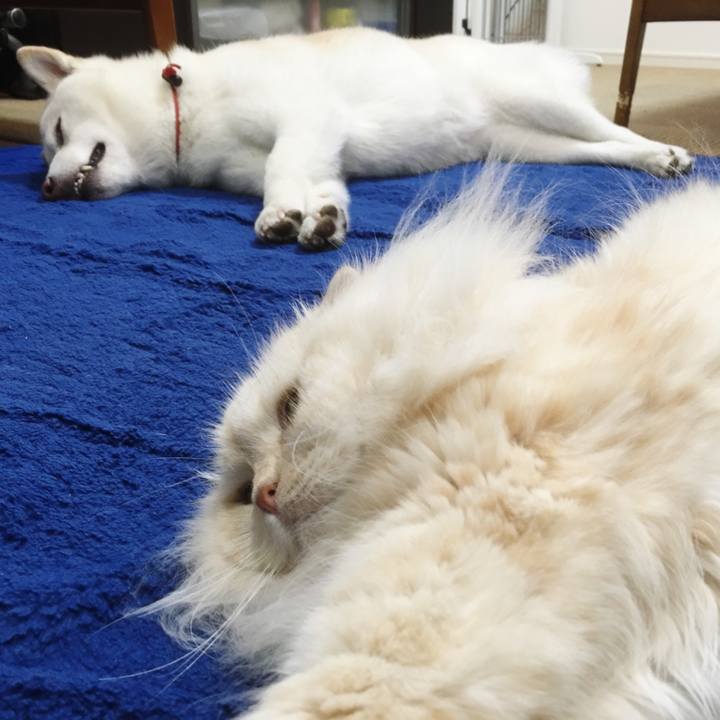 6e8bd13a bbdb 474f 87f1 0d882ab041ec